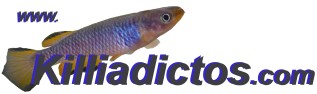 stok killiadictos