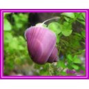 Caracol manzana Rosa (Pomacea diffusa)
